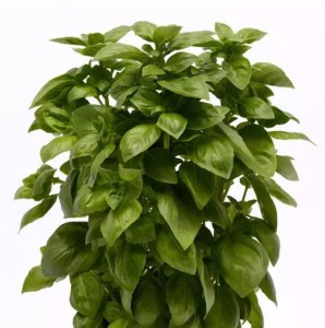 everleaf genovese2
